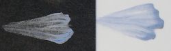 101 Blue MUD Colorant