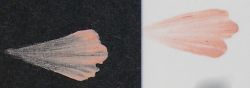 104 Pink MUD Colorant